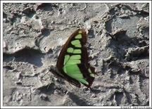 Бабочка Непала