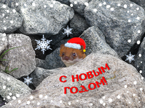 С новым годом